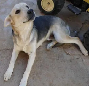 Cachorro raça Nao definida idade 2 a 6 meses nome Bidu