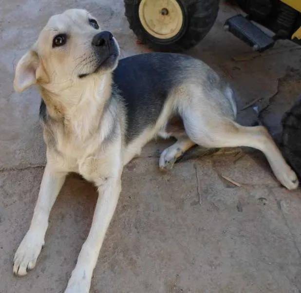 Cachorro ra a Nao definida idade 2 a 6 meses nome Bidu