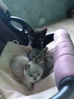 Gato ra a  idade Abaixo de 2 meses nome Filhotes femeas