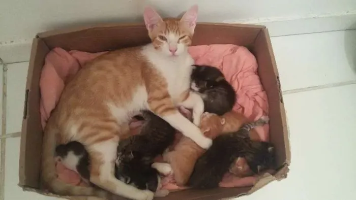 Gato raça  idade Abaixo de 2 meses nome sem