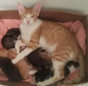 Gato raça  idade Abaixo de 2 meses nome sem