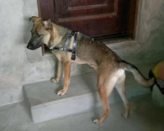 Cachorro ra a SRD idade 1 ano nome Bell