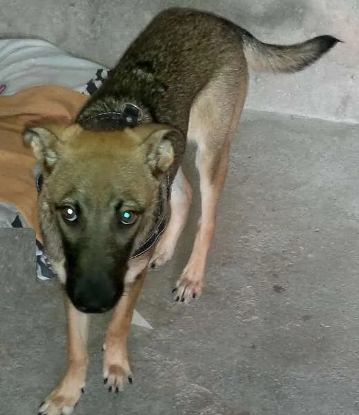 Cachorro ra a SRD idade 1 ano nome Bell