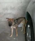 Bell