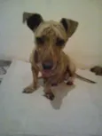 Shalu