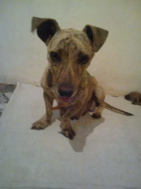 Cachorro raça Vira-lata idade 5 anos nome Shalu