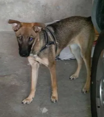 Cachorro ra a SRD idade 1 ano nome Bell