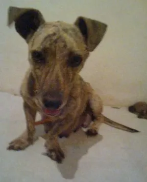 Cachorro raça Vira-lata idade 5 anos nome Shalu
