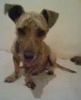 Shalu