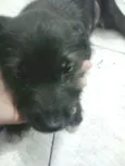 não tem