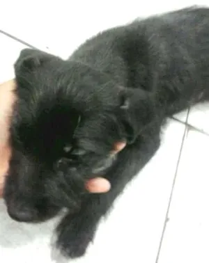 Cachorro raça desconhecida idade Abaixo de 2 meses nome não tem