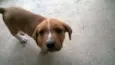 Brendinha