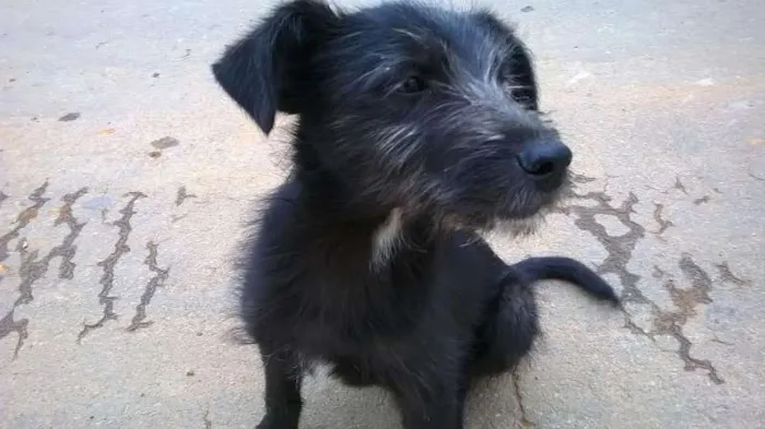 Cachorro ra a RND idade 2 a 6 meses nome sem nome