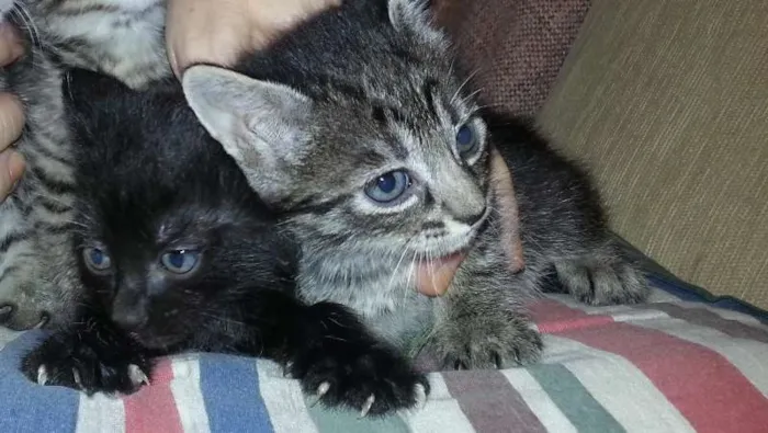Gato raça  idade 2 a 6 meses nome Sem nomes