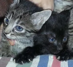 Gato raça  idade 2 a 6 meses nome Sem nomes