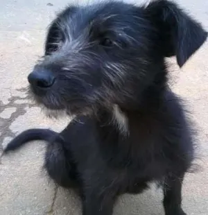 Cachorro raça RND idade 2 a 6 meses nome sem nome