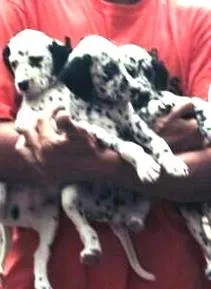Cachorro raça Dálmata idade 2 a 6 meses nome Bruce, Sally, Pinti