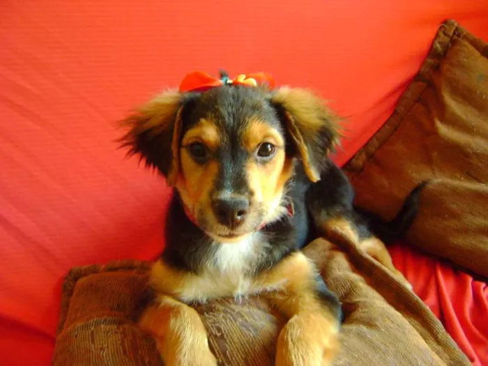 Cachorro ra a -- idade 2 a 6 meses nome --