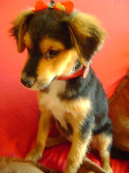 Cachorro ra a -- idade 2 a 6 meses nome --