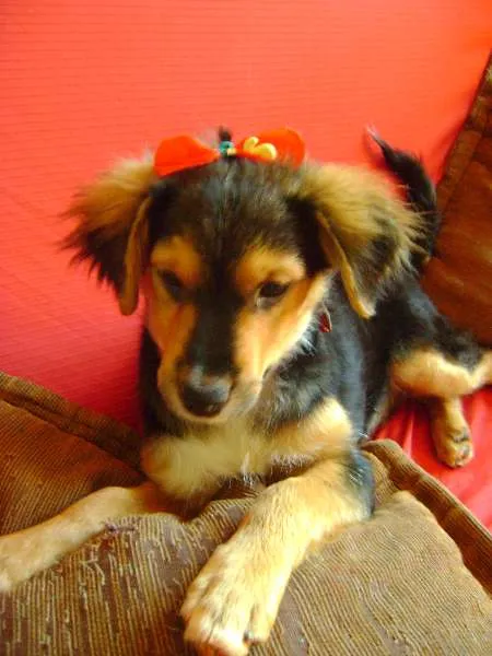 Cachorro ra a -- idade 2 a 6 meses nome --