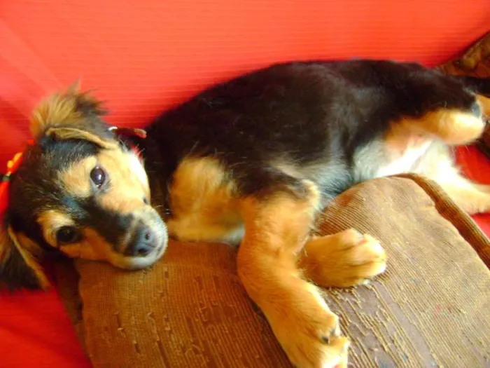 Cachorro ra a -- idade 2 a 6 meses nome --