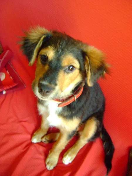 Cachorro ra a -- idade 2 a 6 meses nome --
