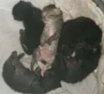 gatnhos
