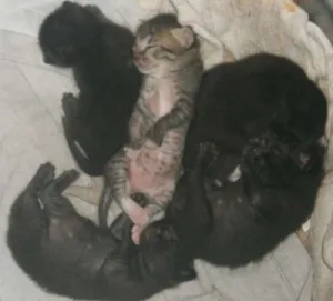 Gato raça  idade Abaixo de 2 meses nome gatnhos