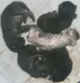 gatnhos