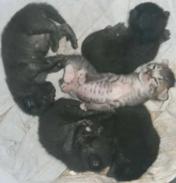 Gato raça  idade Abaixo de 2 meses nome gatnhos
