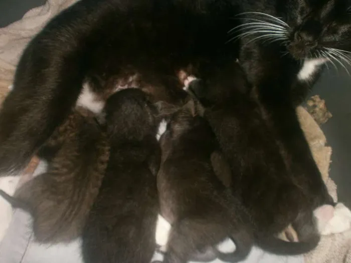 Gato raça  idade Abaixo de 2 meses nome gatnhos