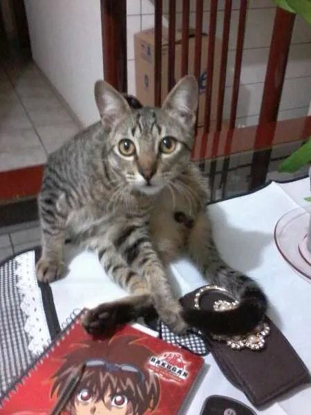 Gato ra a  idade 7 a 11 meses nome Chiquinho GRATIFICA