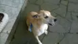Alemão