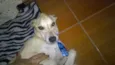 Alemão