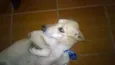 Alemão