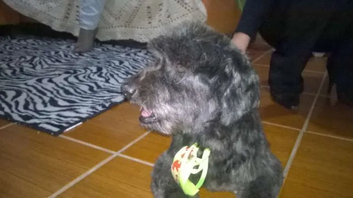 Cachorro ra a poodle idade 6 ou mais anos nome Scoth