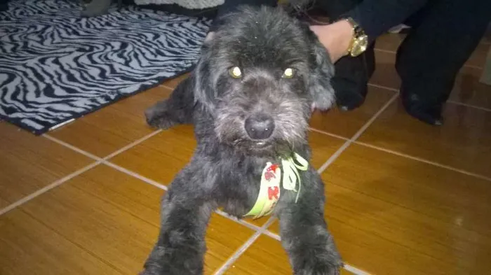 Cachorro ra a poodle idade 6 ou mais anos nome Scoth
