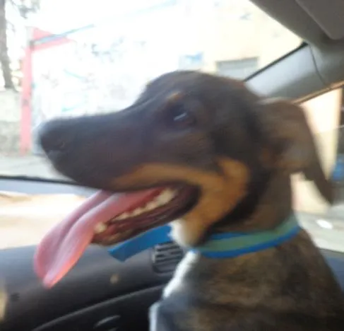 Cachorro ra a srd idade 7 a 11 meses nome Haila