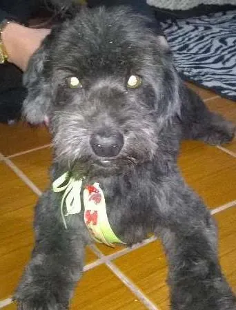 Cachorro ra a poodle idade 6 ou mais anos nome Scoth