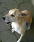 Alemão