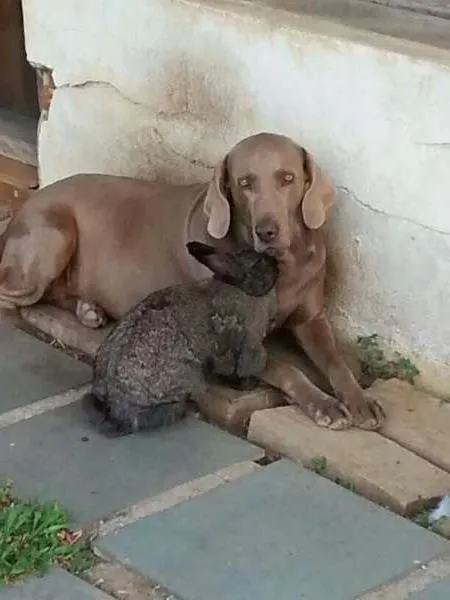 Cachorro ra a waimaraner idade 4 anos nome Laiza