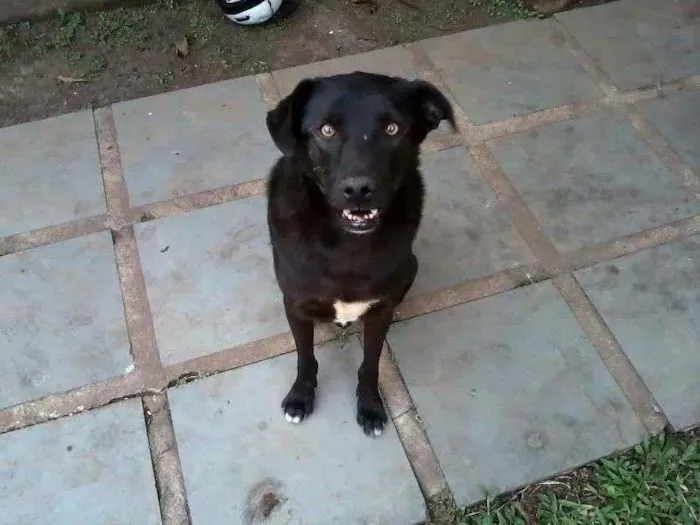 Cachorro ra a SRD idade 5 anos nome ZEUS