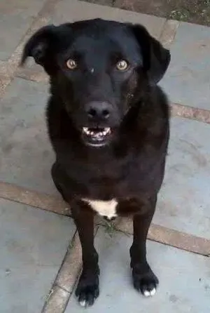 Cachorro raça SRD idade 5 anos nome ZEUS
