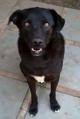 Cachorro ra a SRD idade 5 anos nome ZEUS