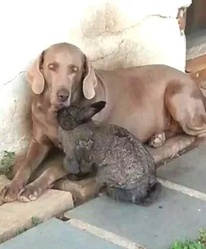 Cachorro raça waimaraner idade 4 anos nome Laiza