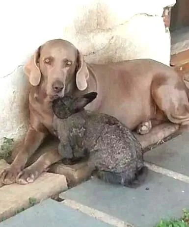 Cachorro ra a waimaraner idade 4 anos nome Laiza
