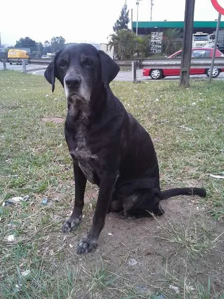 Cachorro ra a Labrador idade 6 ou mais anos nome Negrão