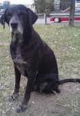 Negrão
