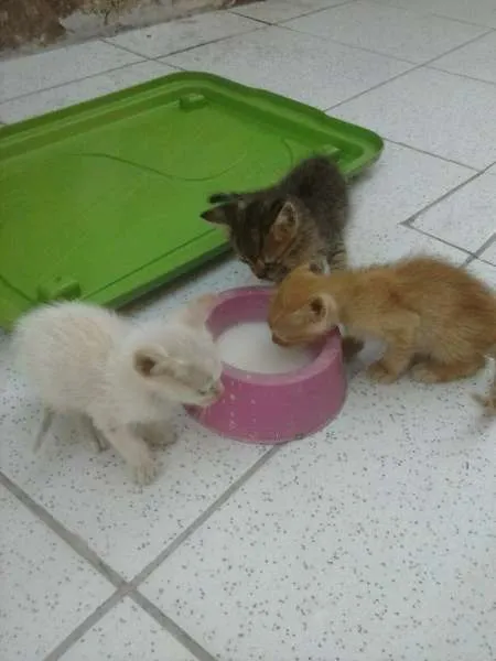 Gato raça vira lata idade Abaixo de 2 meses nome Gatinhos