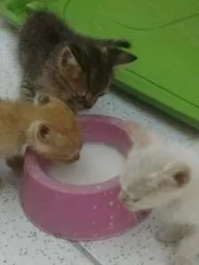 Gato raça vira lata idade Abaixo de 2 meses nome Gatinhos